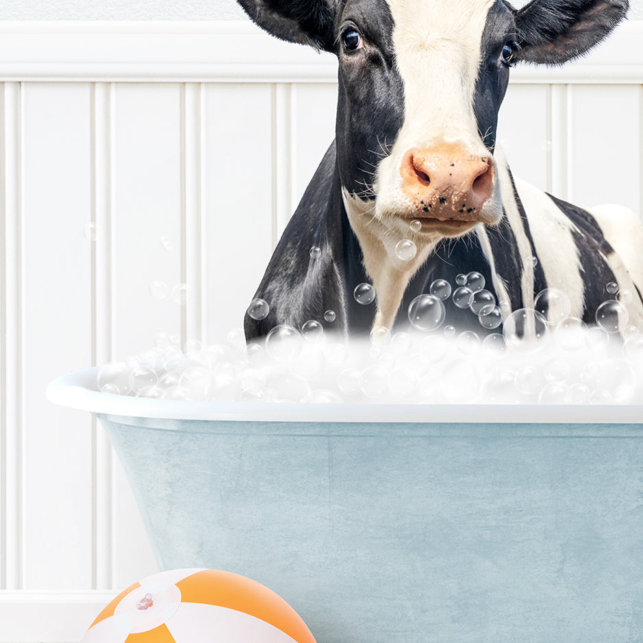 a black and white cow sitting in a bath tub