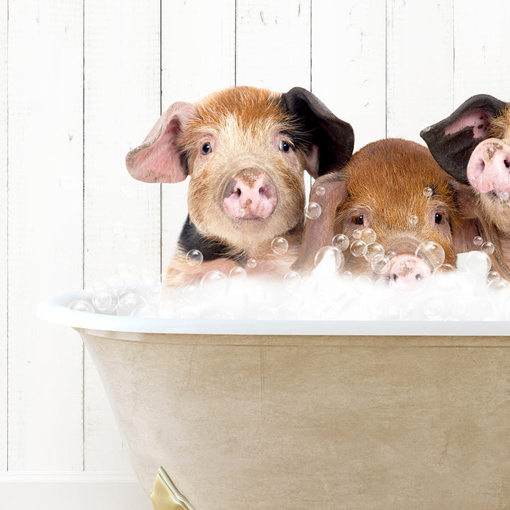 a group of three pigs sitting in a bathtub