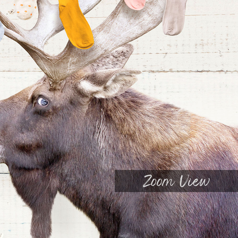 A close-up of a moose's head, with its large antlers and distinctive features, against a white background.
