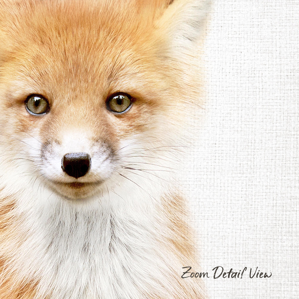 A close-up portrait of a young fox with a soft, fluffy coat and captivating eyes, set against a plain white background.