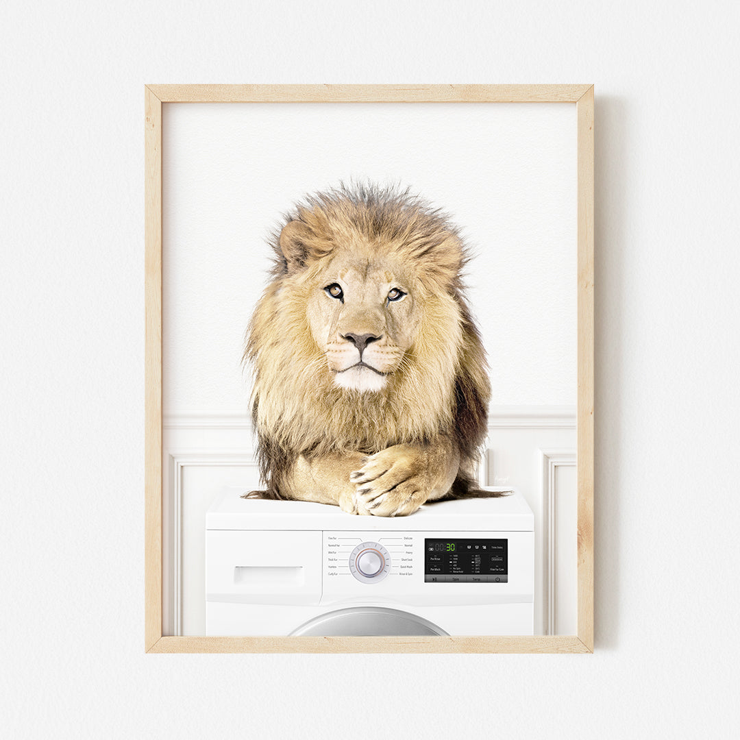 a picture of a lion sitting on top of a washing machine