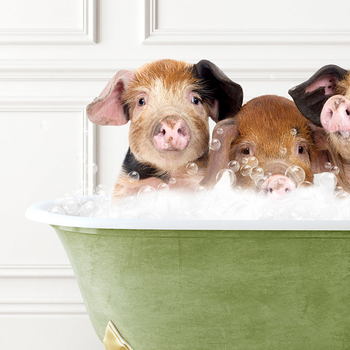 three pigs in a bath tub with bubbles