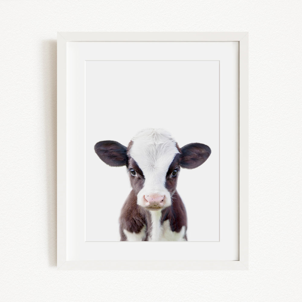A framed image of a cute black and white calf with a pink nose, looking directly at the camera.