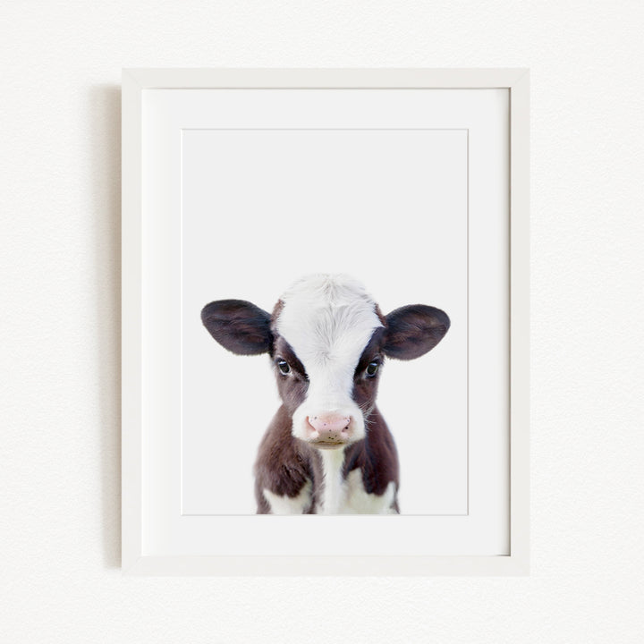A framed image of a cute black and white calf with a pink nose, looking directly at the camera.
