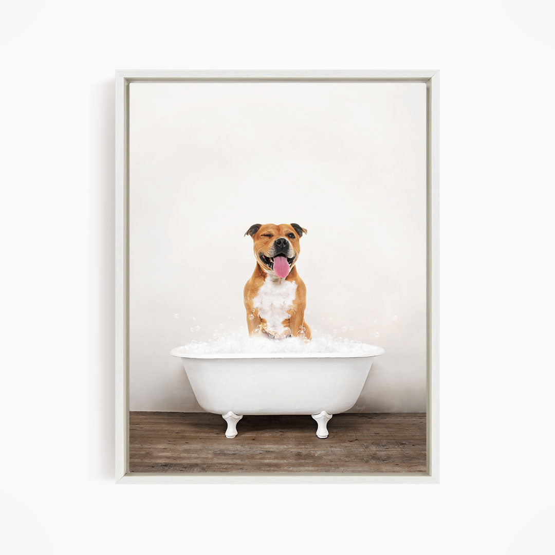 A brown and white dog sitting in a white bathtub filled with water, with its tongue hanging out, appearing to be enjoying a bath.
