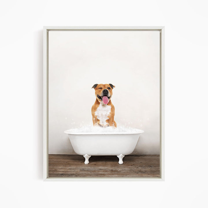 A brown and white dog sitting in a white bathtub filled with water, with its tongue hanging out, appearing to be enjoying a bath.