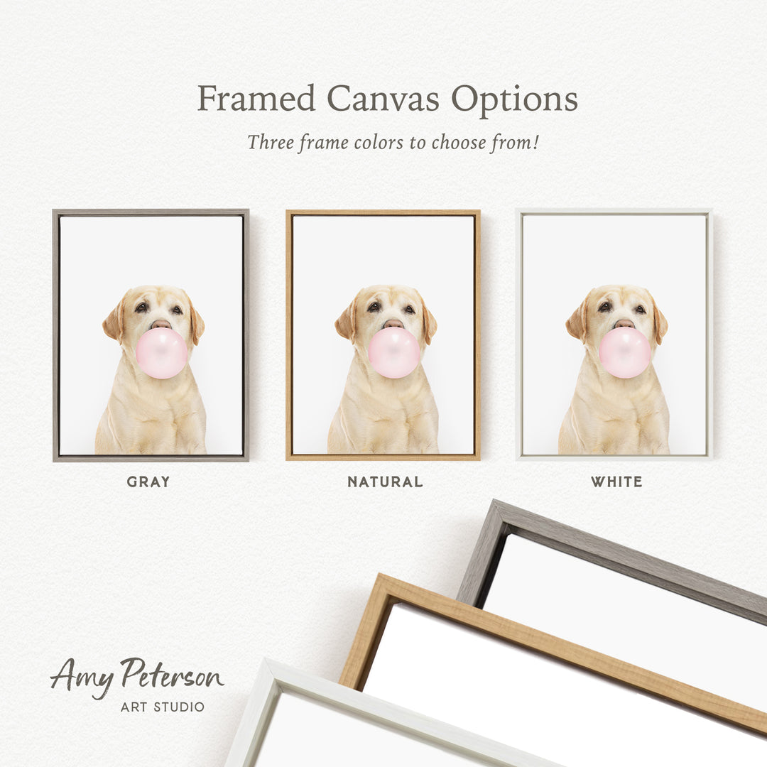 three framed canvas options for a picture of a dog blowing a bubble gum bubble. The options include a gray frame, a natural frame, and a white frame.