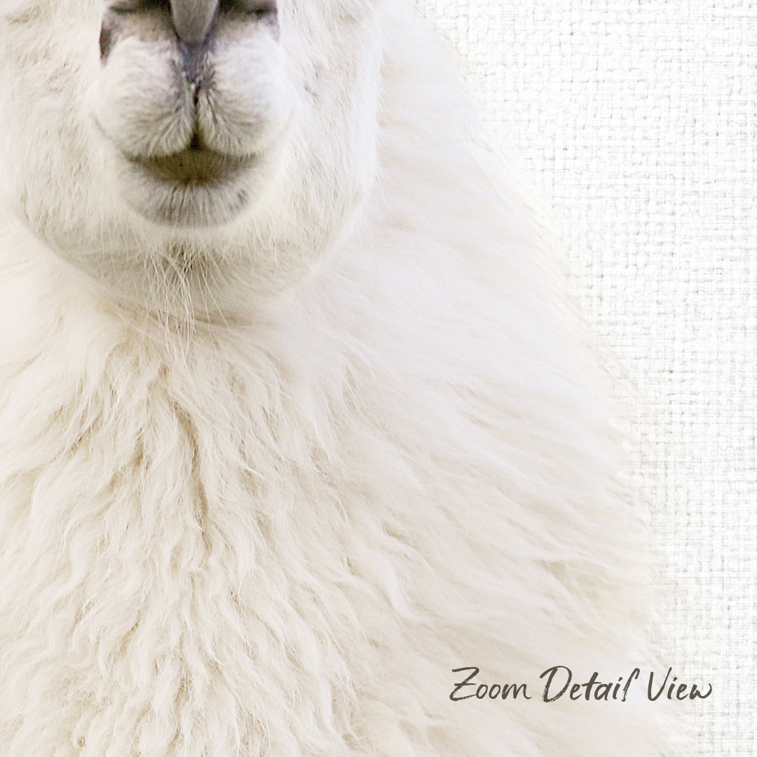 A close-up of a fluffy white sheep's face, with its soft, fluffy fur and gentle expression.