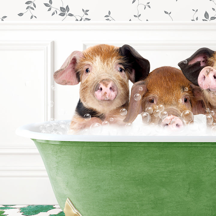 three pigs in a bathtub with bubbles