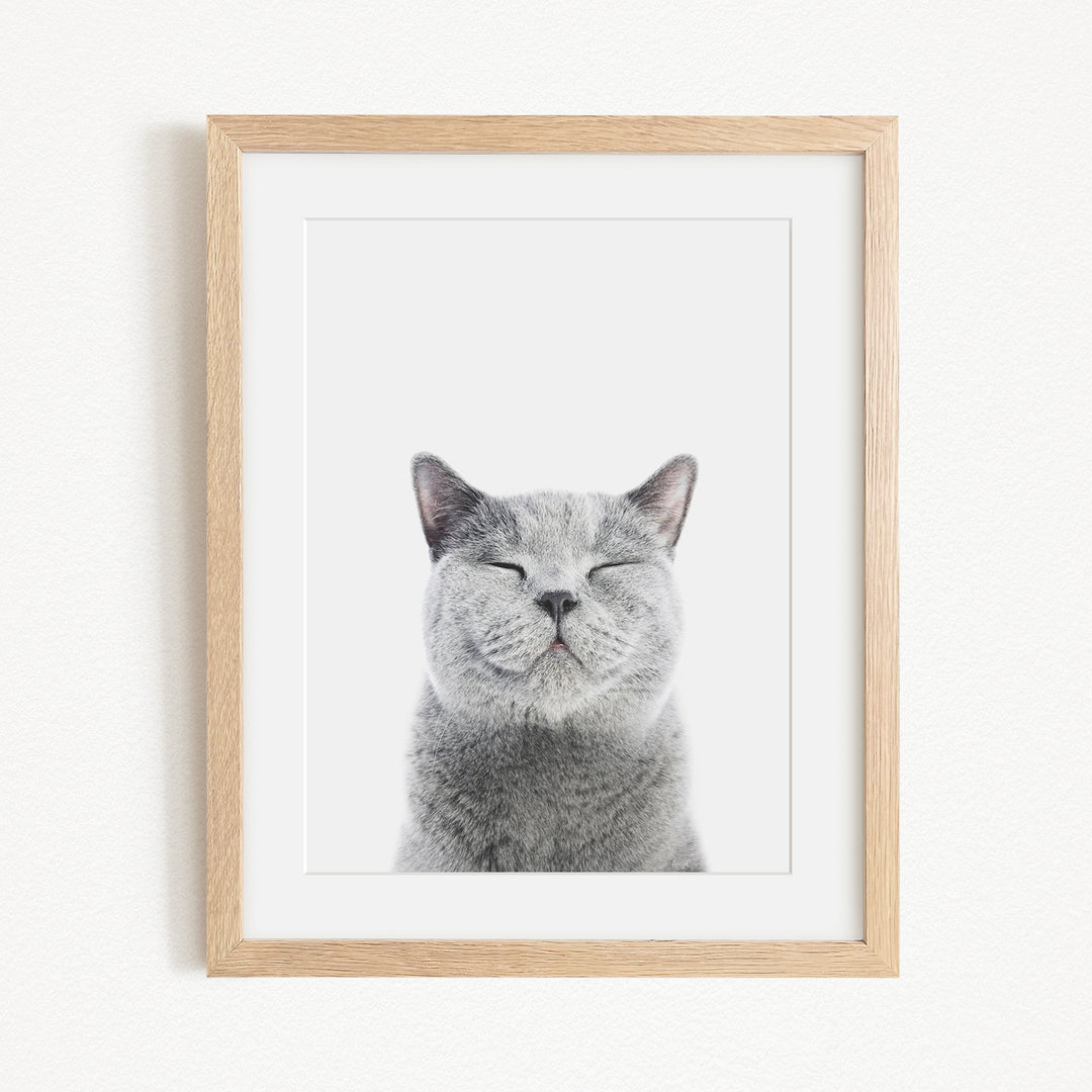 A gray cat with its eyes closed and a content expression is the focus of the framed image.