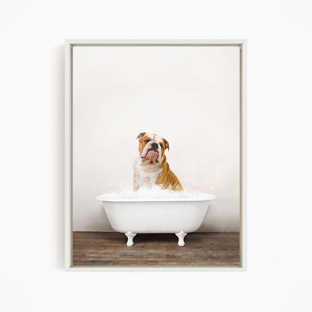 A brown and white bulldog sitting in a white bathtub filled with water, looking directly at the camera.