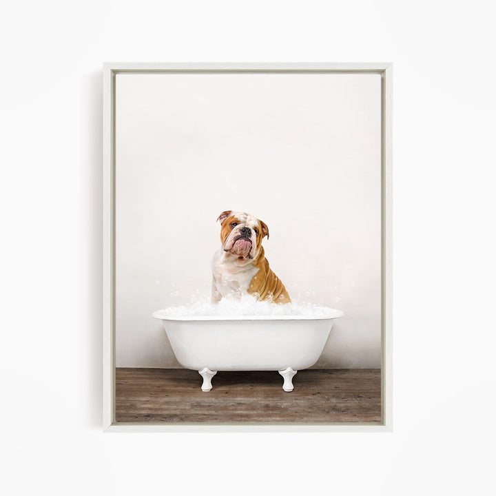 A brown and white bulldog sitting in a white bathtub filled with water, looking directly at the camera.