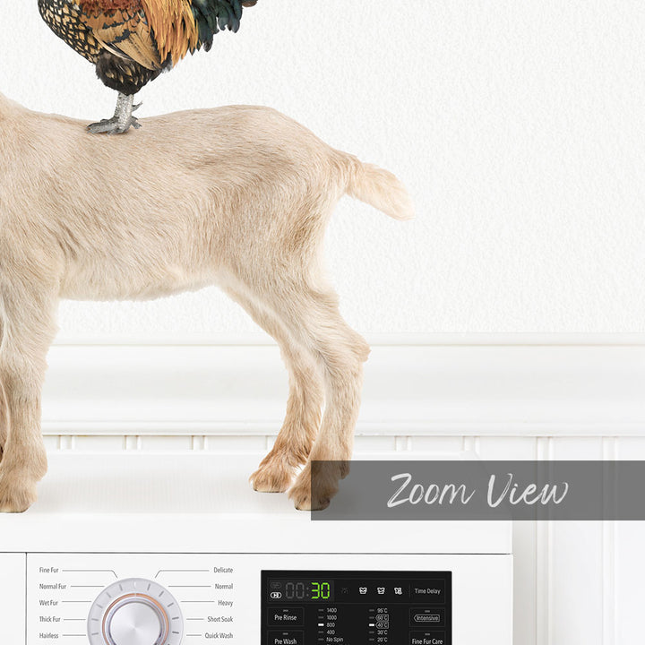 A white goat stands on top of a washing machine, with a colorful rooster perched on its back.