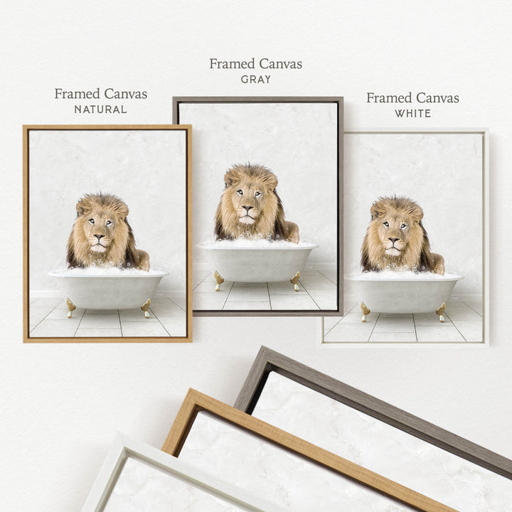 a framed picture of a lion sitting in a bathtub, with three different colored frames displayed side by side.