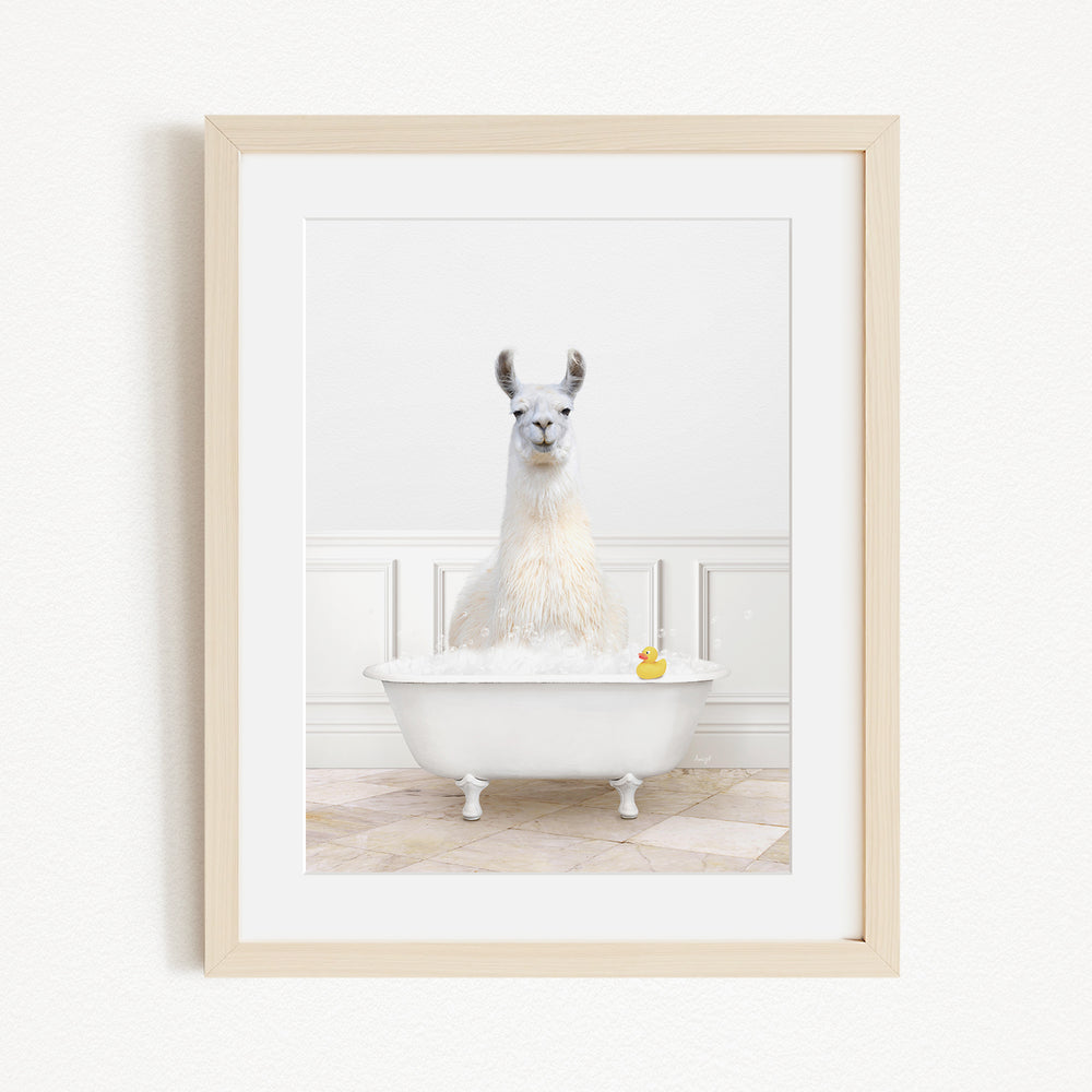 A white llama sitting in a white bathtub filled with bubbles, with a yellow rubber duck floating in the water.