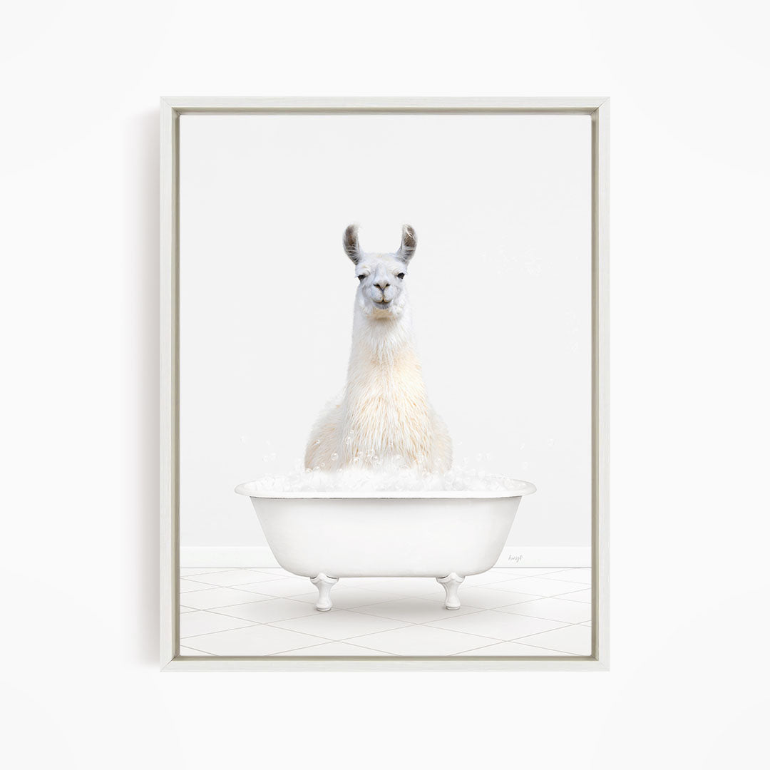 A white llama sitting in a white bathtub filled with bubbles.