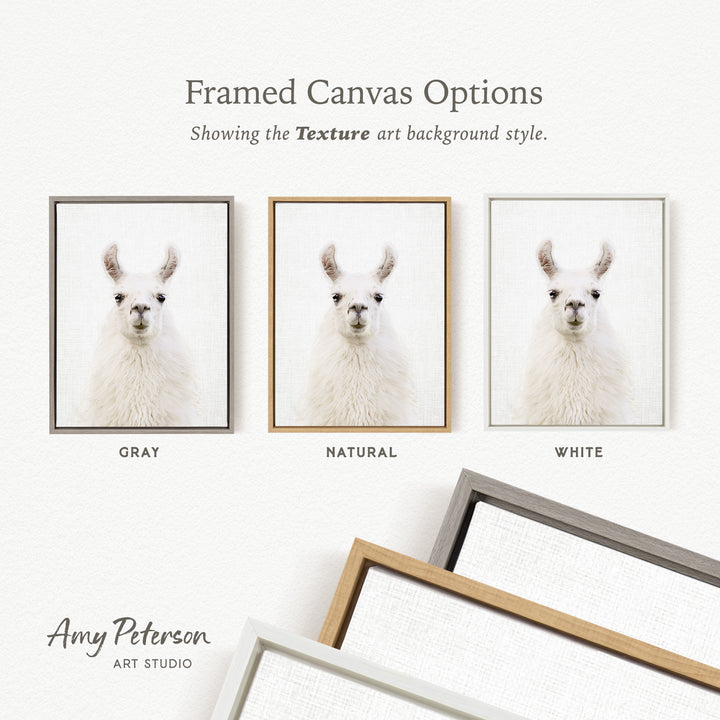 three framed canvas options, each with a white llama portrait in different color backgrounds: gray, natural, and white.