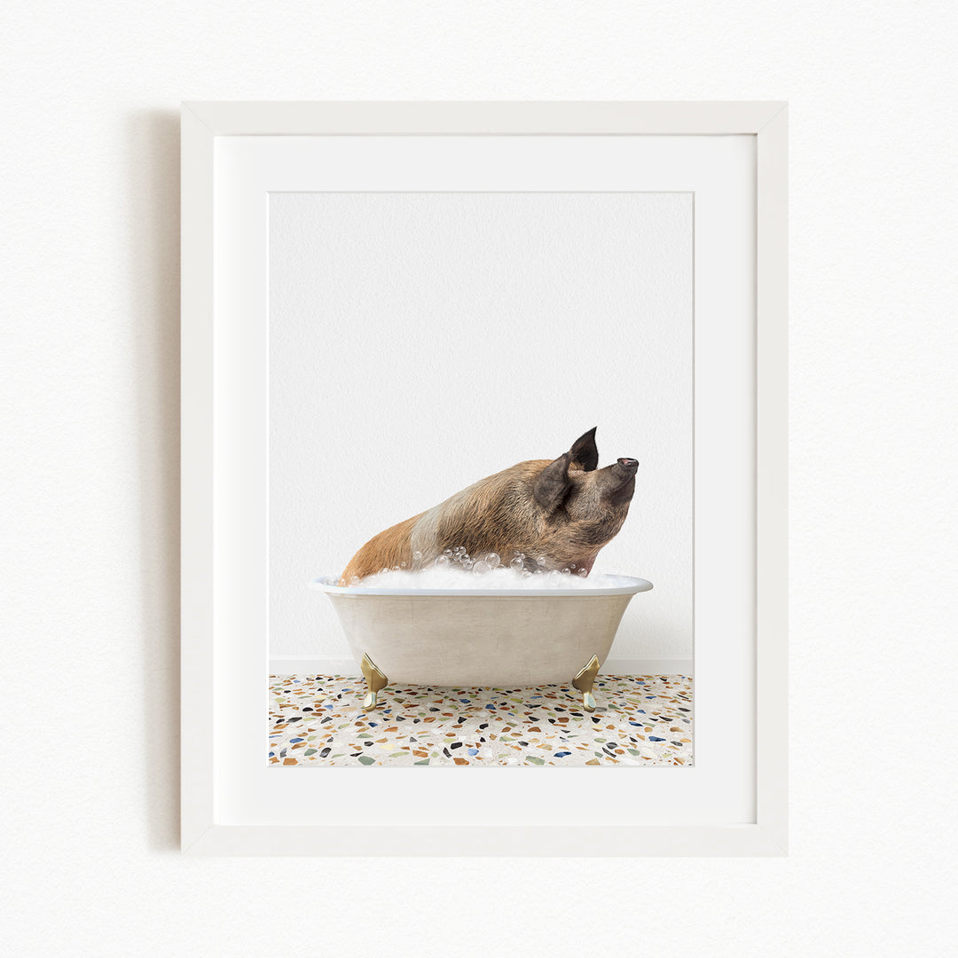 A brown and white pig is sitting in a white bathtub filled with water, looking up at the camera.