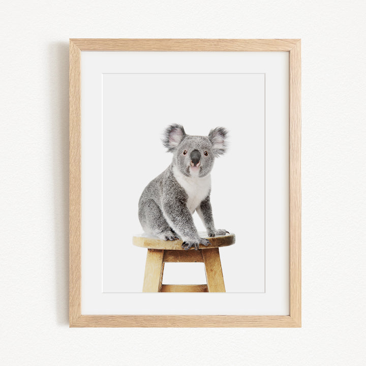 A koala sitting on a wooden stool, looking directly at the camera.