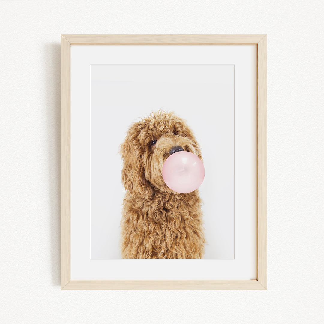 A brown dog with curly fur is sitting on a white wall, holding a pink bubble gum bubble in its mouth.