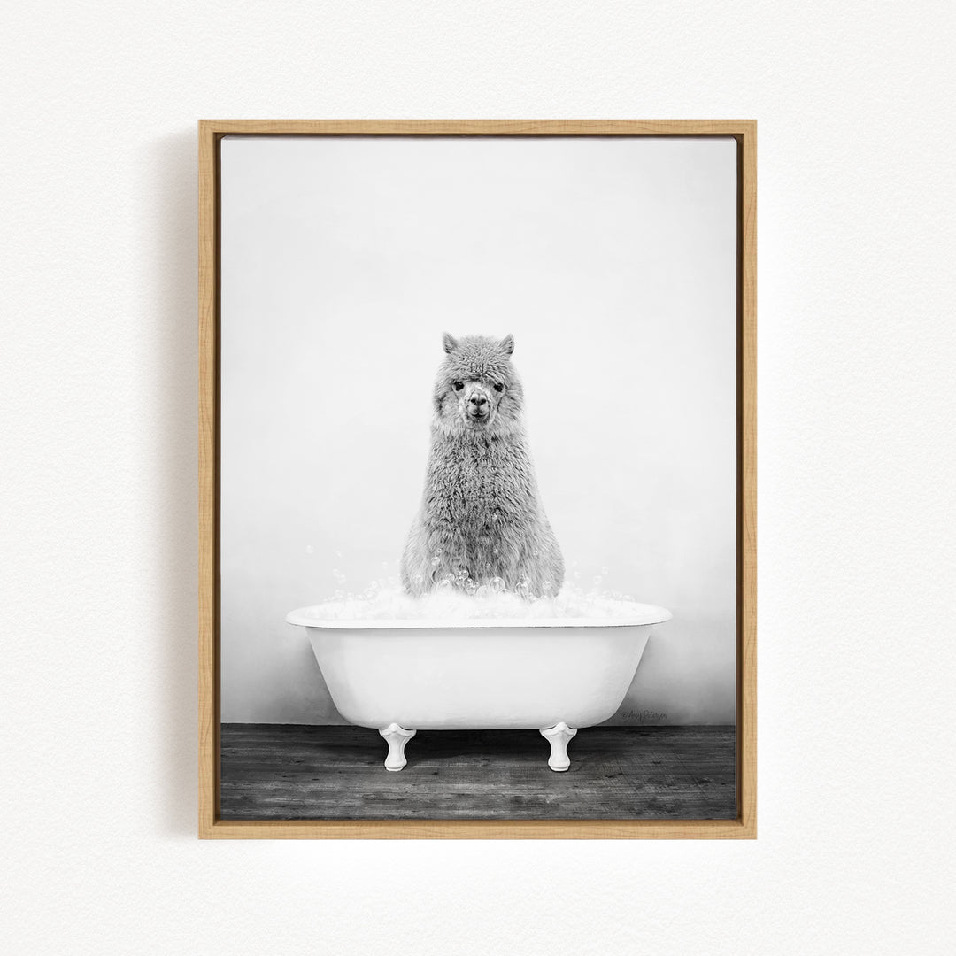 A fluffy gray llama sitting in a white bathtub filled with water, creating a whimsical and playful scene.
