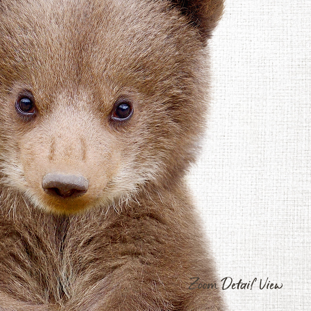 A close-up portrait of a young brown bear with large, expressive eyes and a soft, furry face.