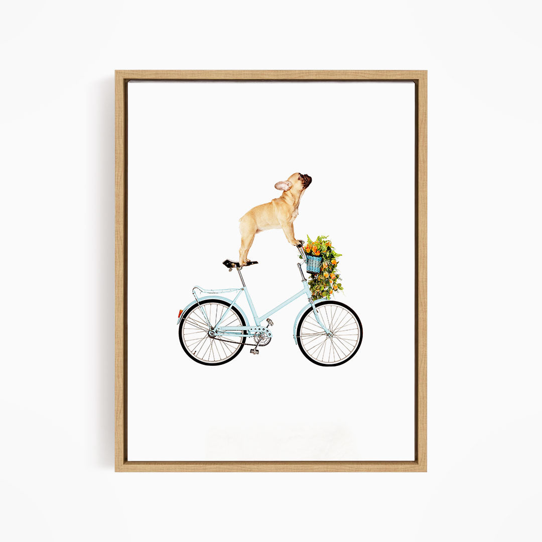 A French Bulldog is riding a blue bicycle with a basket of flowers on it.