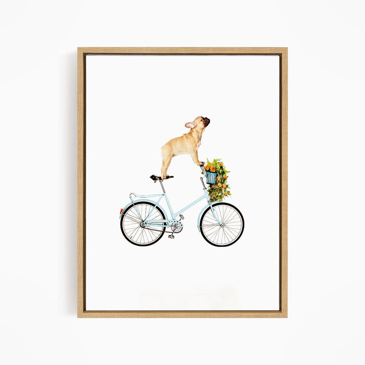 A French Bulldog is riding a blue bicycle with a basket of flowers on it.