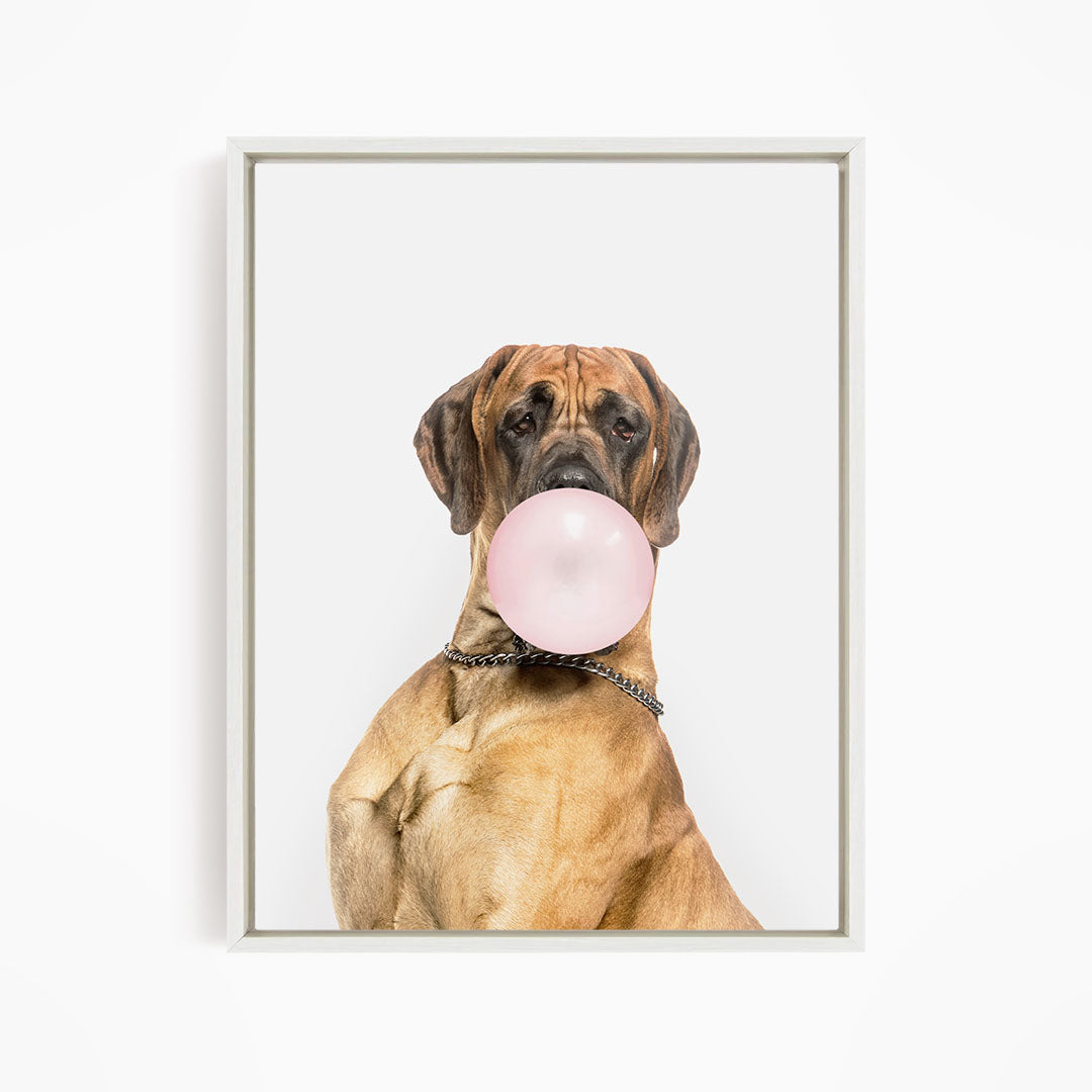 A brown dog with a pink bubble gum bubble in its mouth, wearing a collar.
