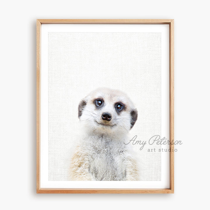 a picture of a meerkat with blue eyes