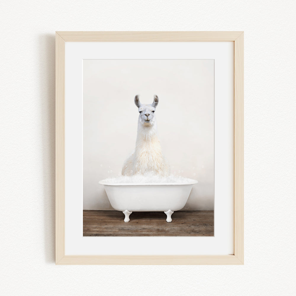 A white llama sitting in a white bathtub filled with bubbles, creating a whimsical and playful scene.