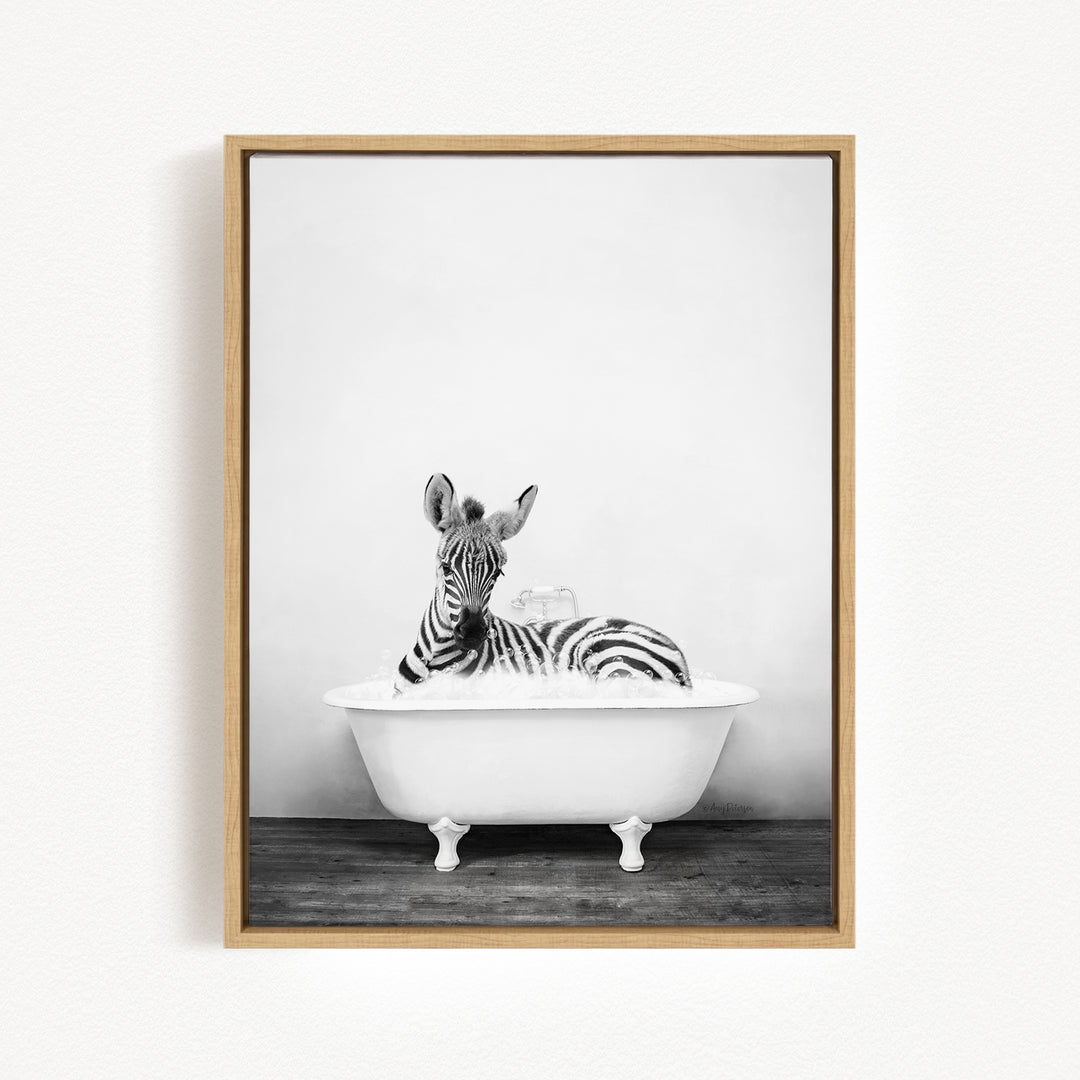 A zebra lying in a white bathtub, appearing relaxed and content.