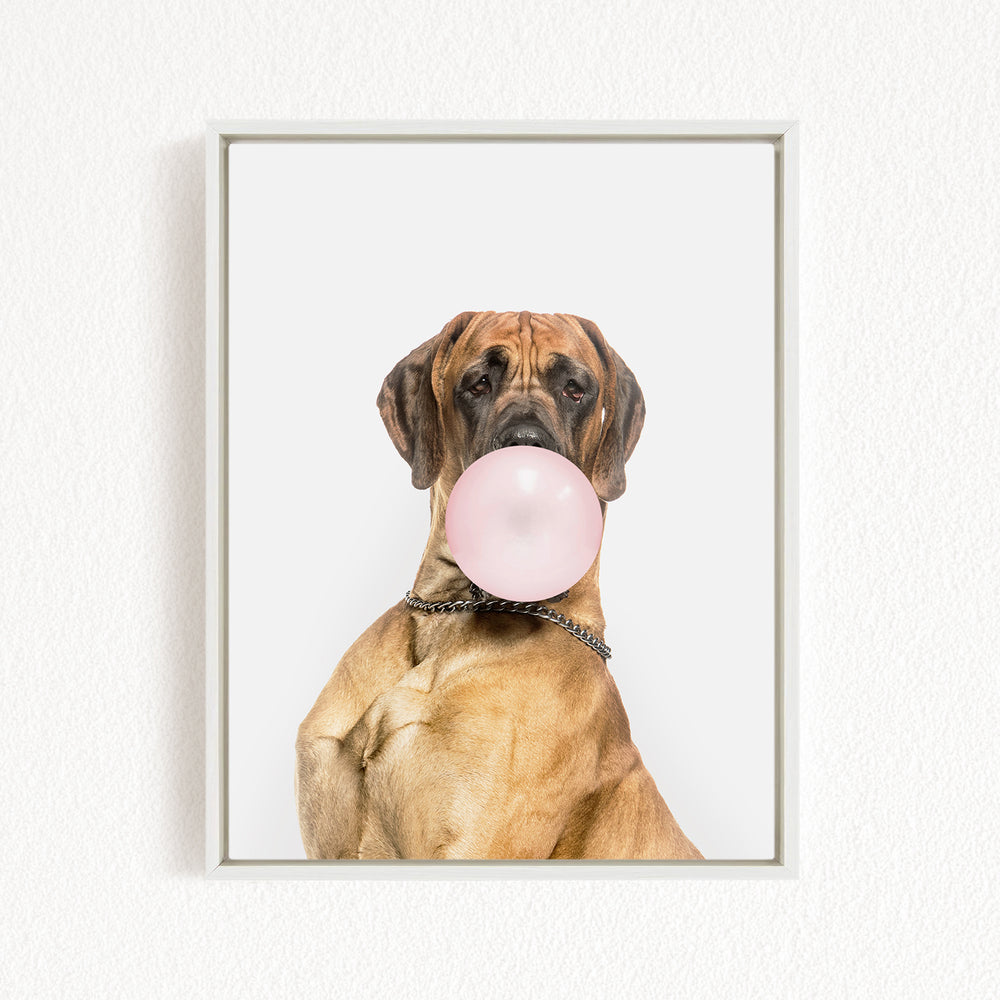A brown dog with a pink bubble gum bubble in its mouth, wearing a collar, and looking directly at the camera.