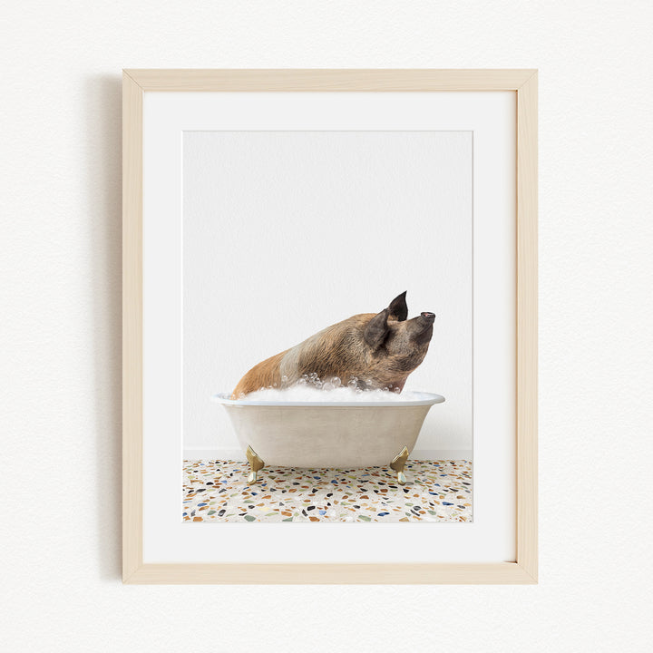 A brown and white pig is sitting in a white bathtub filled with water, looking up at the camera.