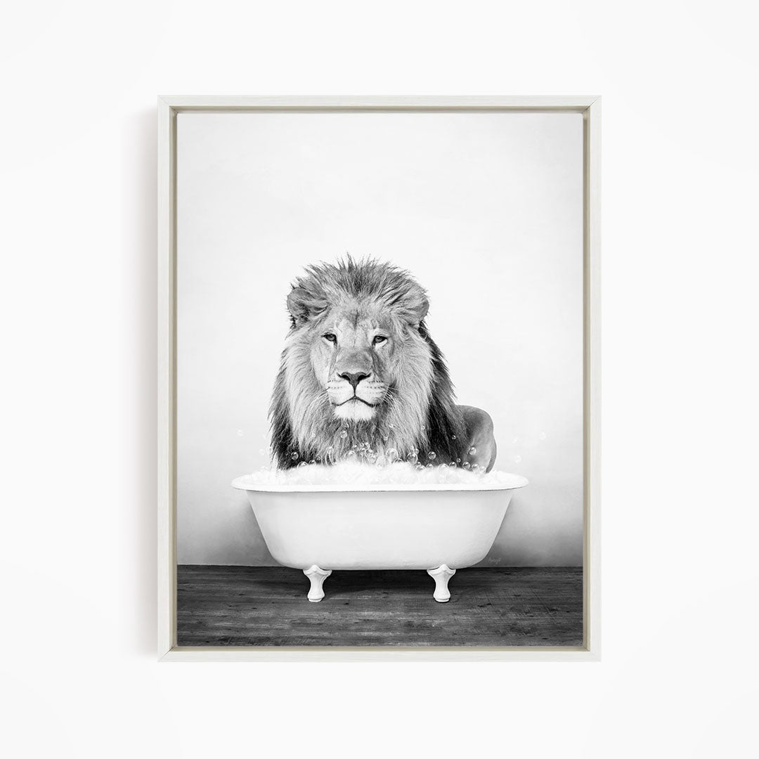 A majestic lion sits in a white bathtub, its gaze fixed on the camera.