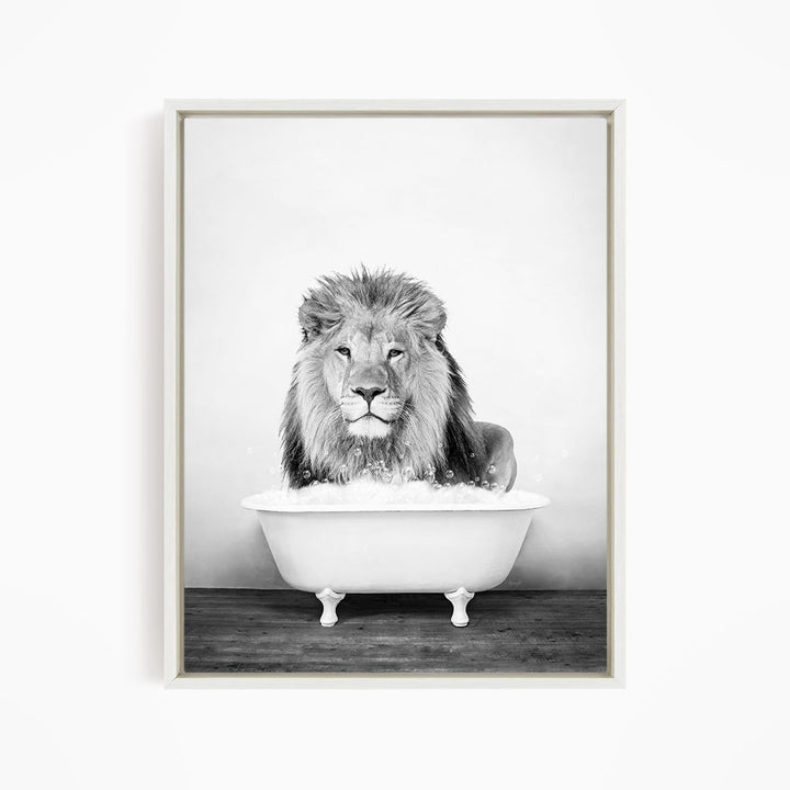 A majestic lion sits in a white bathtub, its gaze fixed on the camera.
