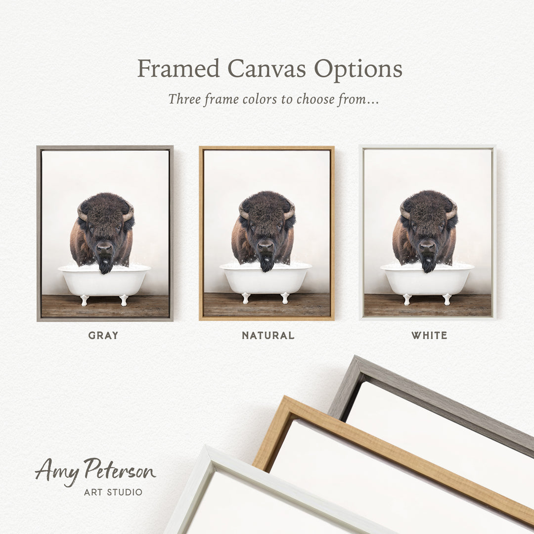 three framed canvas options, each featuring a photograph of a bison in a bathtub. The options include a gray frame, a natural frame, and a white frame.