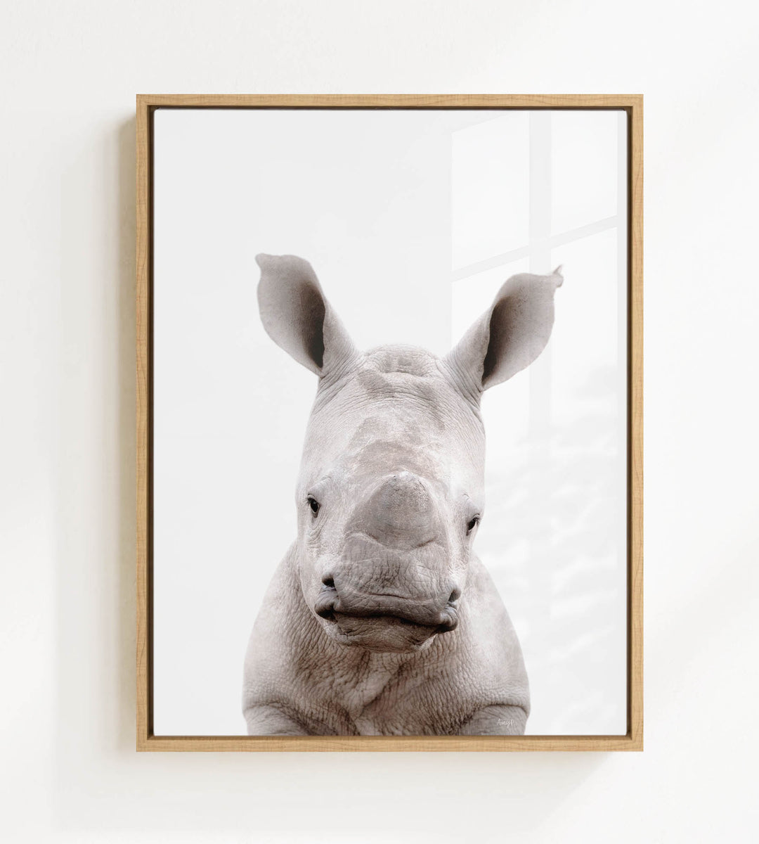 A close-up portrait of a rhinoceros, with its distinctive horn-like ossicones prominently displayed against a plain white background.