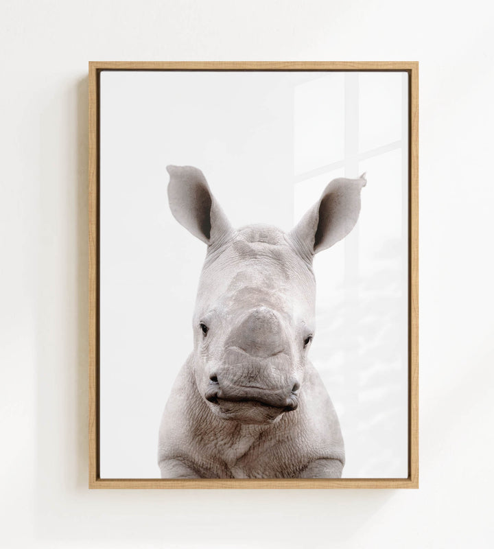 A close-up portrait of a rhinoceros, with its distinctive horn-like ossicones prominently displayed against a plain white background.