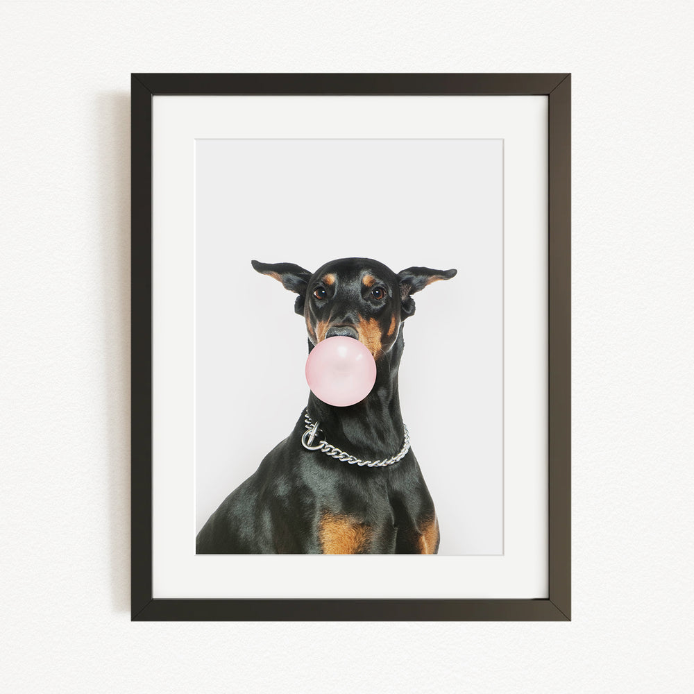 A black and tan dog is sitting on a white background, holding a pink bubble gum bubble in its mouth.