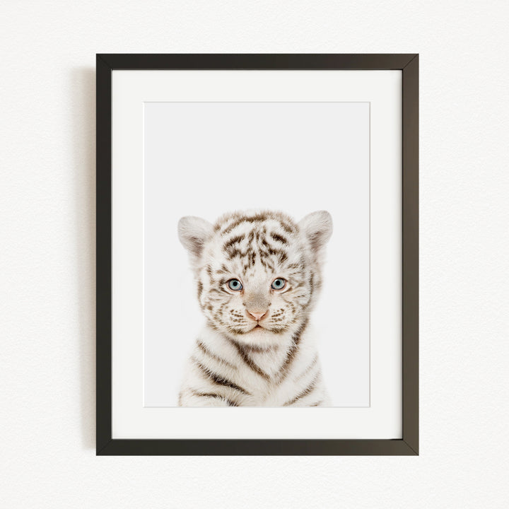 A framed photograph of a young tiger cub with striking blue eyes and a white and black striped coat.