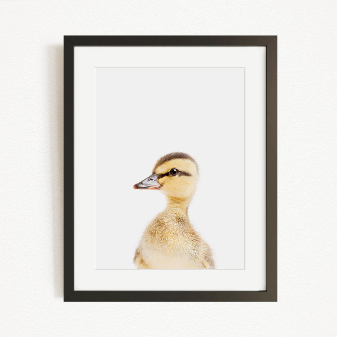 A young duckling with a yellow and brown coloration is the focus of the image, captured in a black frame against a white background.