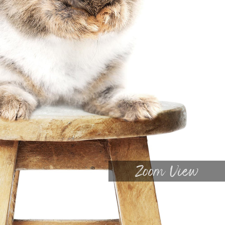 a cat sitting on top of a wooden stool