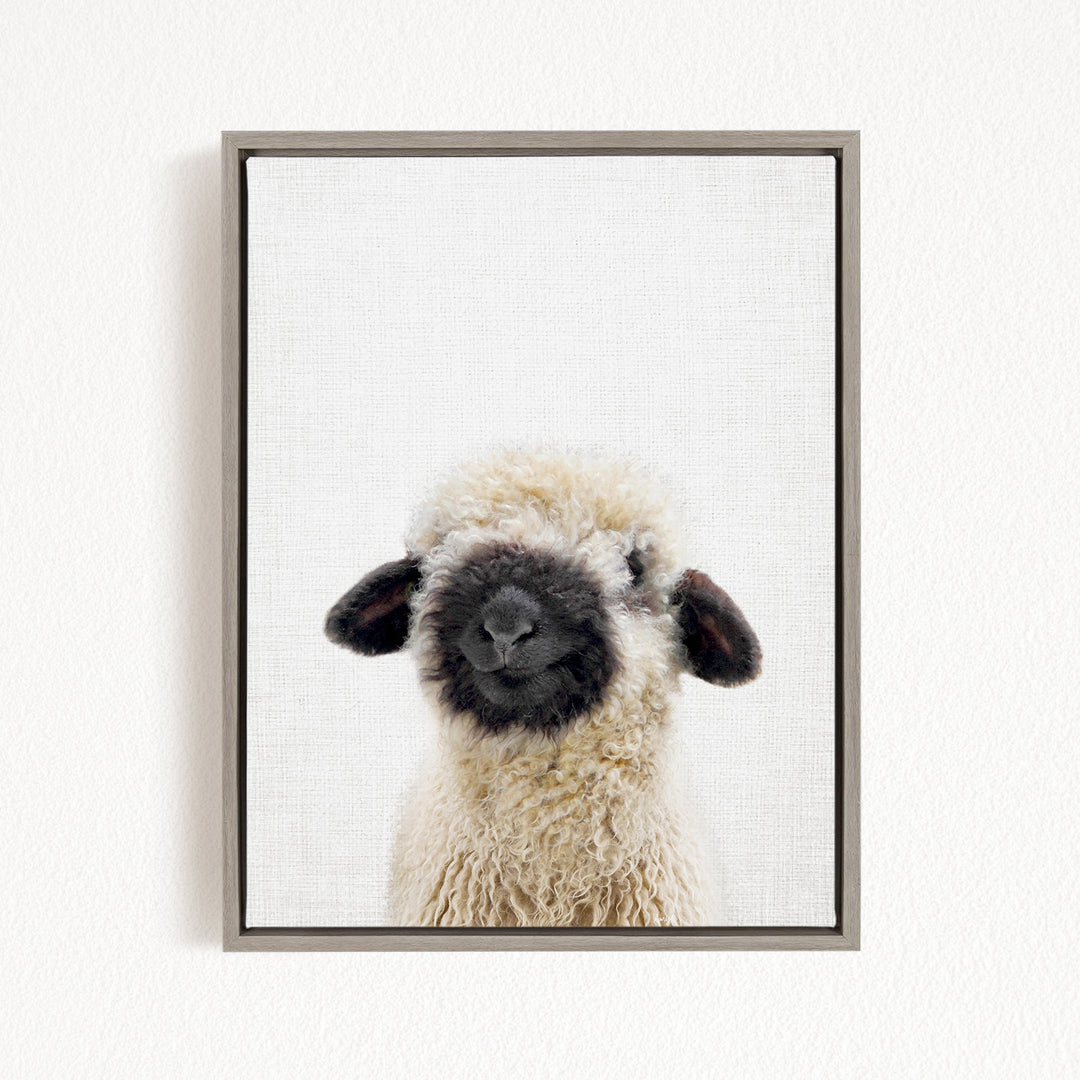 A framed photograph of a fluffy, white sheep with black markings on its face and ears.
