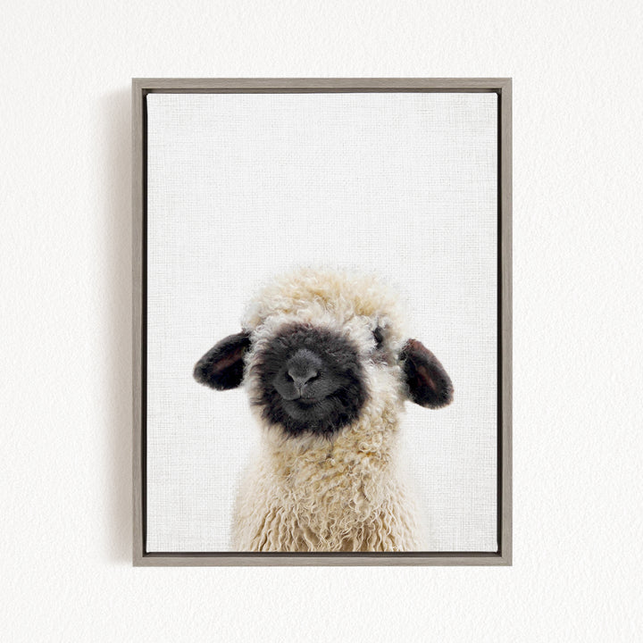 A framed photograph of a fluffy, white sheep with black markings on its face and ears.