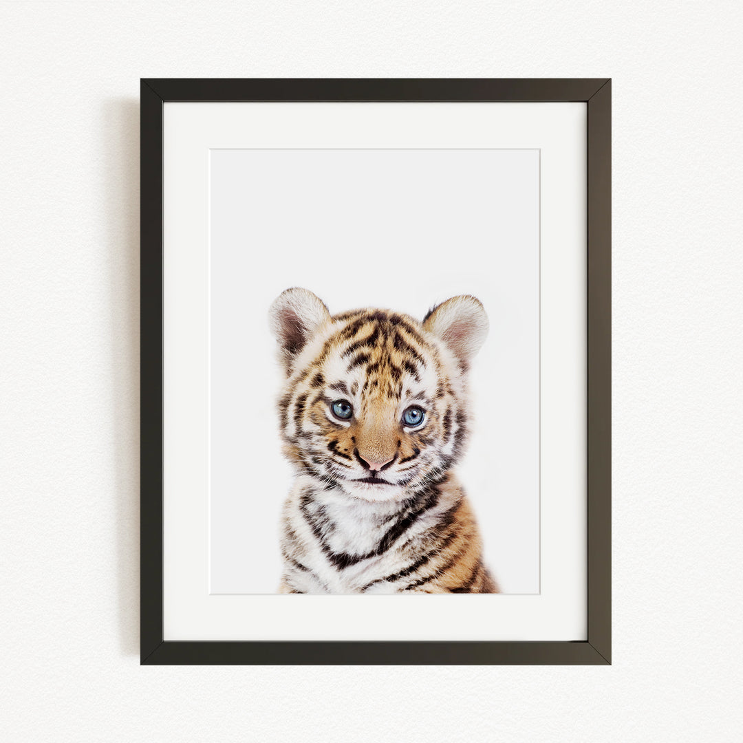 A young tiger cub with striking blue eyes and a striped coat is the focal point of the framed image.