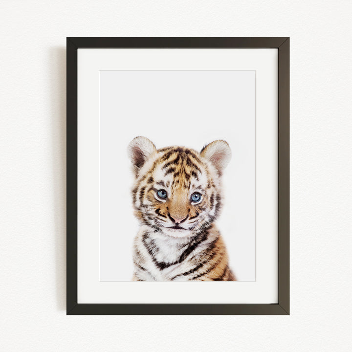 A young tiger cub with striking blue eyes and a striped coat is the focal point of the framed image.