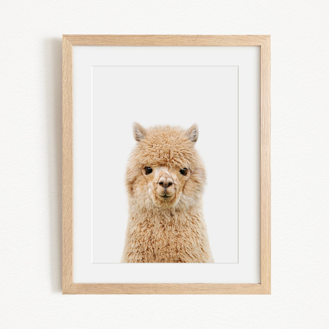 A framed image of a fluffy alpaca with its head turned towards the camera.