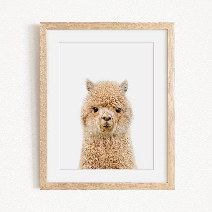 A framed image of a fluffy alpaca with its head turned towards the camera.
