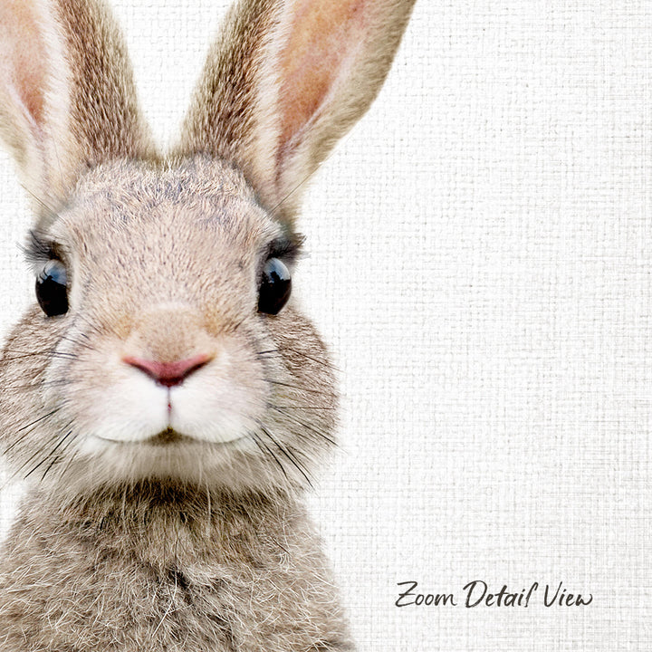A close-up portrait of a rabbit with large eyes and a pink nose against a white background.
